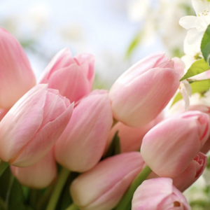 Blossom by H BLOOMING LA TULIP Flavor Solid Perfume 5g 15g 100% Made in Korea Hand Made Insadong Handmade Seoul